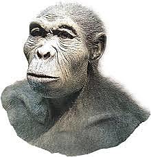 Homo habilis