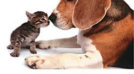 Timeline: The Kentucky Humane Society