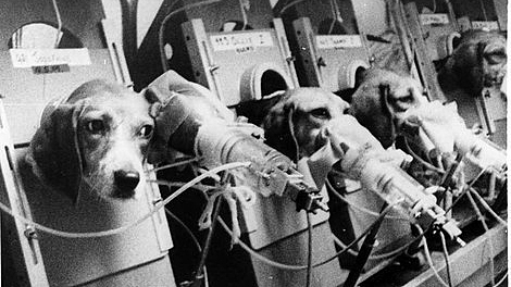 fim da vivissecção