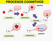 Etapas del procesamiento cognitivo