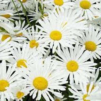 Timeline: My Professional Practice