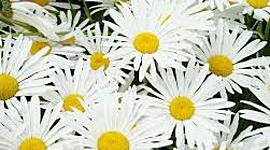 Timeline: My Professional Practice