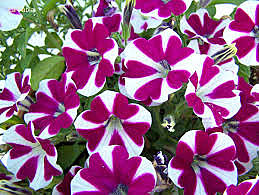 Descubrimiento del ARN interferente-inicia PGH