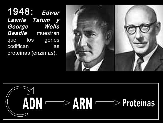 Edwar Lawrie Tatum y George Lawrie.