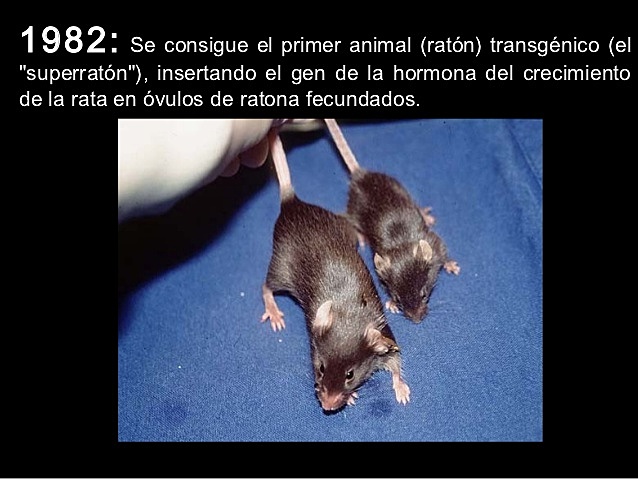 Primer animal (ratón) transgénico.