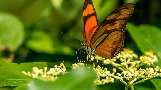 (CITES) Washington 1973/Ley 17 de 1981