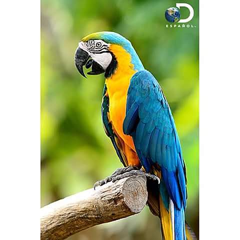 (CDB) Río de Janeiro, 1992/ Ley 165 de 1994