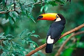 Decisión 391 de la Comunidad Andina (CAN)