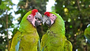 Protocolo de las naciones unidas (SPAW) Kingston, 1990/Año de ratificación de Ley 356 de 1997