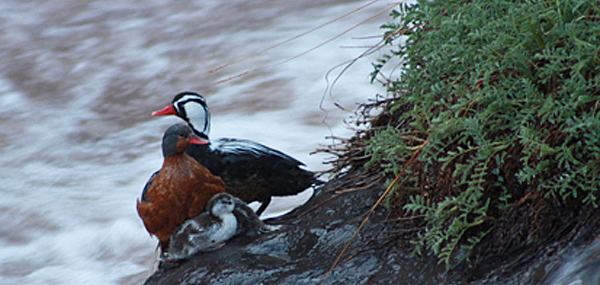 Convenio Internacional Ginebra, 2006/Ley 1458 de 2011
