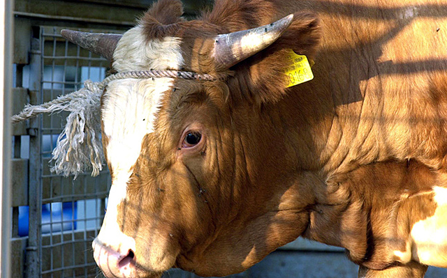 Τρελές Αγελάδες