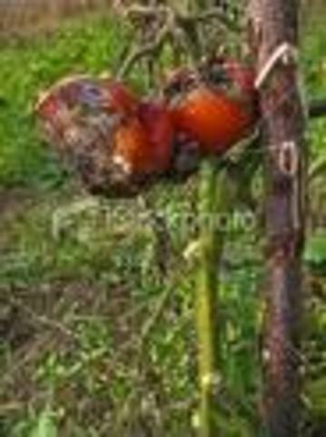 Bad Harvest leads to food shortages