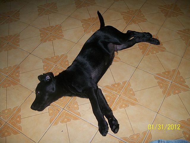 Llega a mi vida Roman