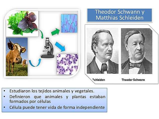 Teoría celular de Schleiden y Schwann