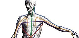 Fisiologia del trabajo