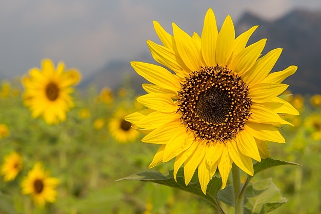 Psicología como Ciencia natural
