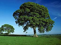 “And, when you want something, all the universe conspires in helping you to achieve it.”