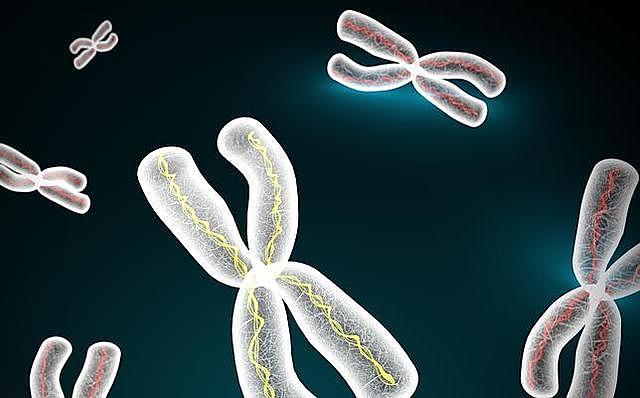 Secuencia el primer cromosoma