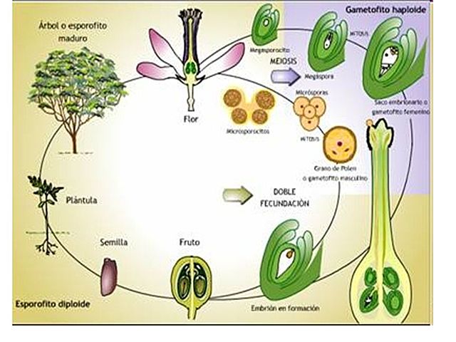Reproducción sexual en las plantas