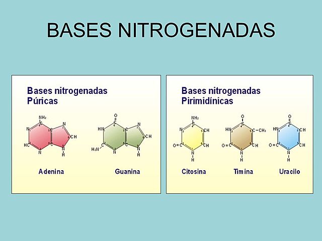 Levene y  Albrecht Kossel