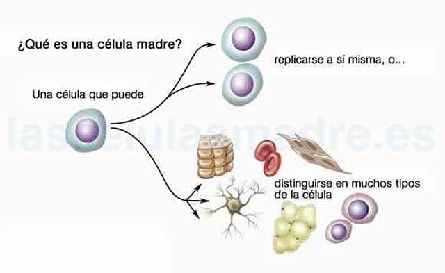 Células Madre