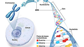 Timeline: Avances de la Genética
