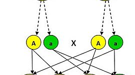 Timeline: HISTORIA DE LA GENÉTICA