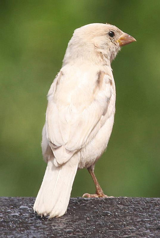 Published first scientific paper