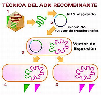 Primer ADN recombinante