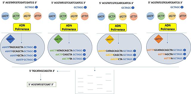 Secuenciación del ADN