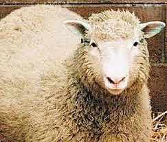 Dolly, la primera oveja clonada