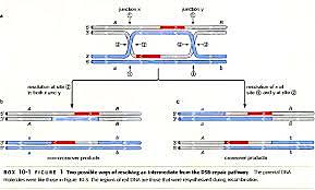 Recombinación genética