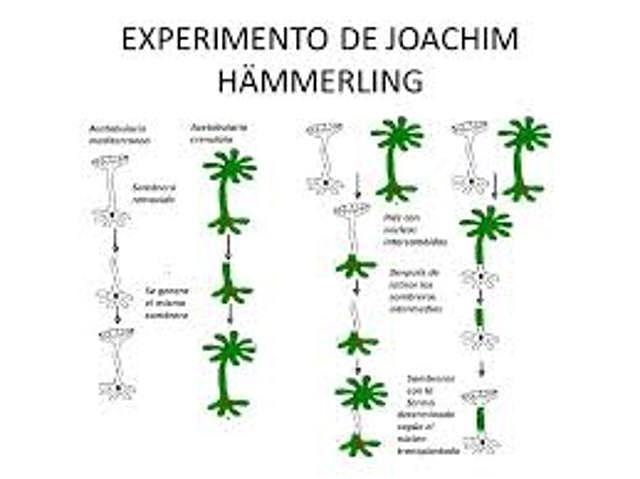 Joachim  Hämmerling