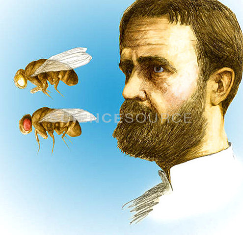 Thomas Hunt Morgan. Desarrolló la teoría cromosómica de la herencia.