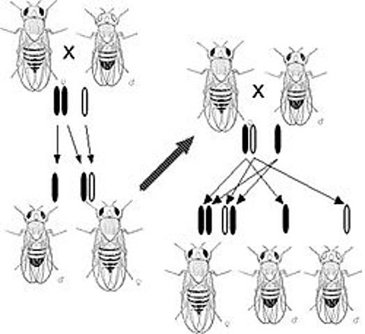 Alfred H. Sturtevant. Crea el primer mapa genético. Desarrollo una técnica para trazar la localización de los genes específicos de los cromosomas en la mosca Drosophila.