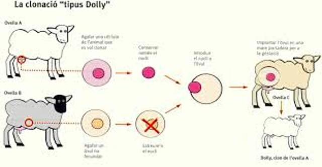 Clonación de la oveja Dolly