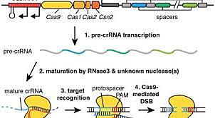 Cientificos Chinos guiados por Jujiu Huang