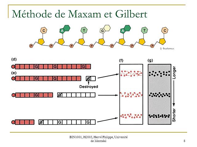 Allan Maxam y Walter Gilbert