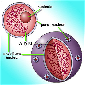 Teoría las células son unidades básicas