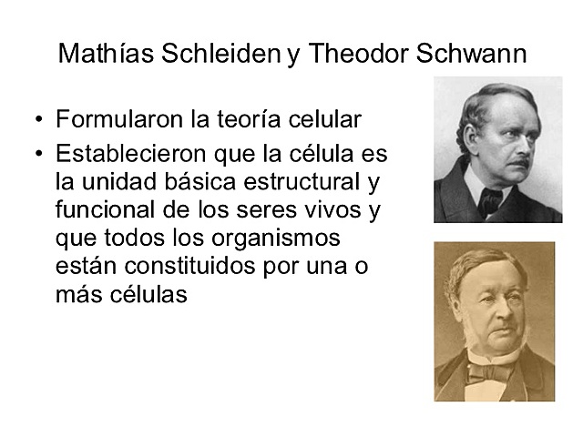 Células con Núcleo