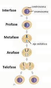 Mitosis contra  la teoría de  la generación espontanea