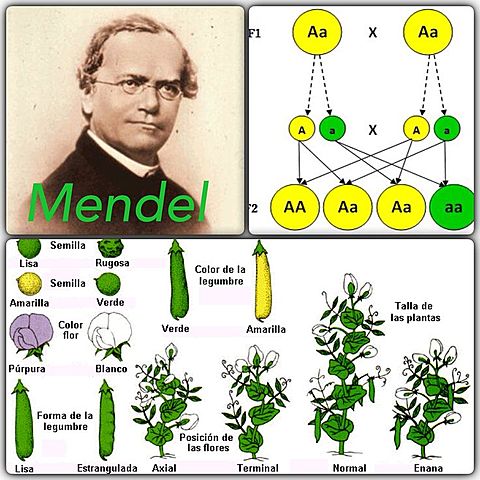 Leyes de Mendel