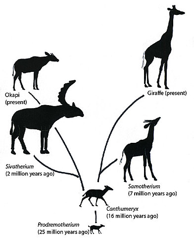 Origin of Species
