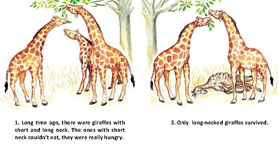 It's ok to be smart:  Video on evoulution