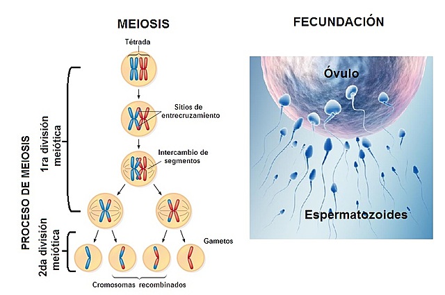 Redescubren los hallazgos de Mendel