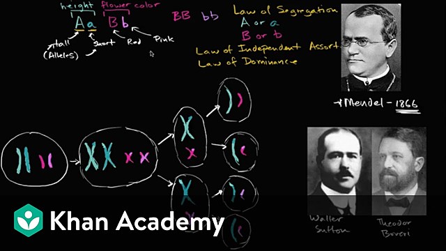 Cromosomas y meiosis