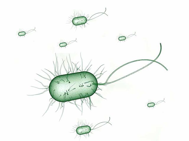 Bacteria Escherichia Coli