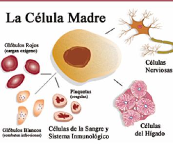 James Thompson y shinya Yamanaka