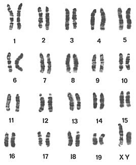 Walther Flemming, Eduard Strasburger, y Edouard Van Beneden