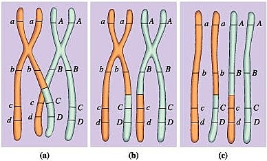 Harriet Creighton y Barbara McClintock